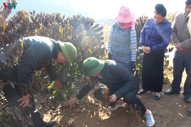 Xót xa cây cà phê chết vì sương muối, nông dân Sơn La trắng tay - Ảnh 10.