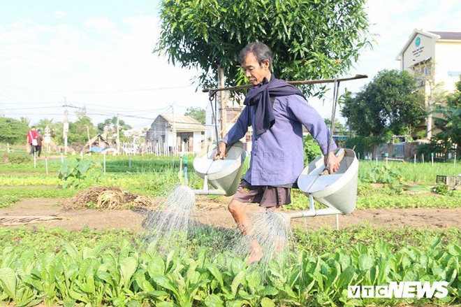 Làng rau sạch 400 năm tuổi tất bật vào vụ Tết - Ảnh 4.