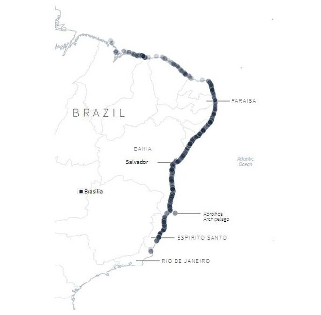 4.400 km bờ biển Brazil chết tức tưởi vì thủy triều đen bí ẩn - Ảnh 4.