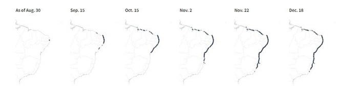 4.400 km bờ biển Brazil chết tức tưởi vì thủy triều đen bí ẩn - Ảnh 5.