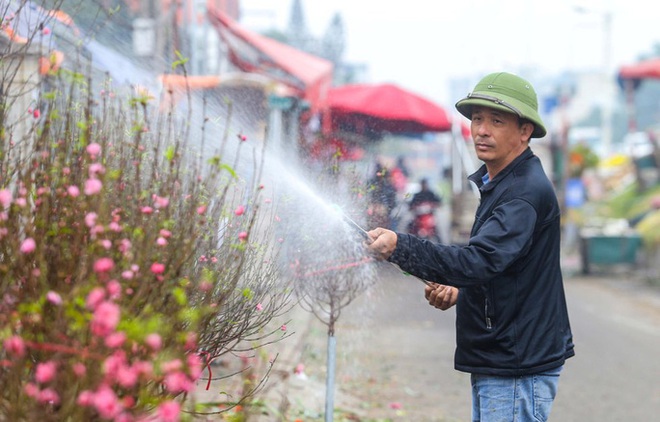 Đào Nhật Tân nở sớm, nhiều tuyến phố Hà Nội ngập tràn sắc xuân - Ảnh 6.