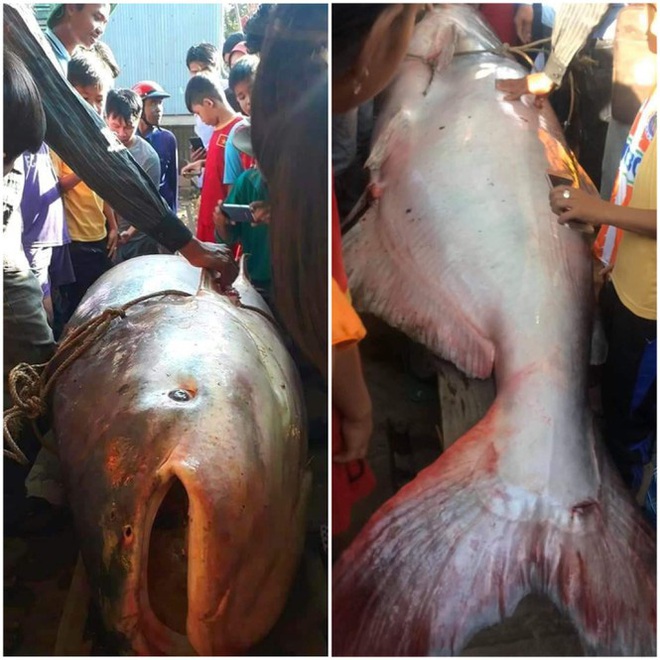 Bắt được cá khủng quý hiếm nặng hơn 230kg, vội bán cho thương lái: Mọi chuyện đã lỡ rồi! - Ảnh 4.