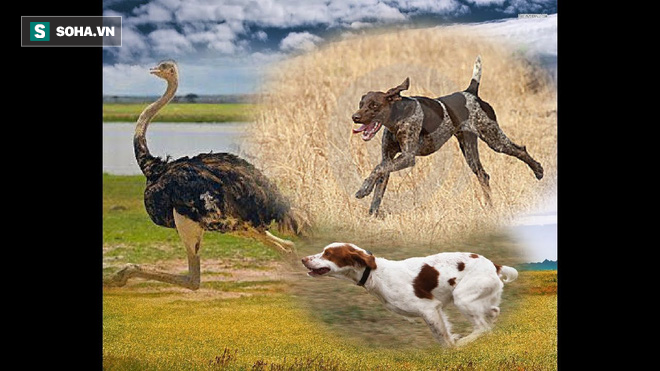 Đà điểu, Chó săn rượt: Hãy chiêm ngưỡng hình ảnh kỳ lạ khi chú chó săn rượt đáng yêu này được đi theo con đà điểu cực lớn. Sự kết hợp độc đáo này chắc chắn sẽ khiến cho bạn cảm thấy thú vị và ấn tượng.