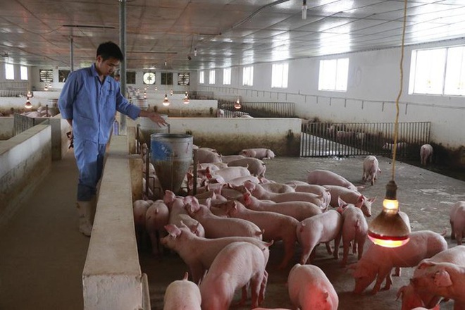 Lên phương án nhập khẩu 100.000 tấn thịt lợn dịp Tết - Ảnh 1.