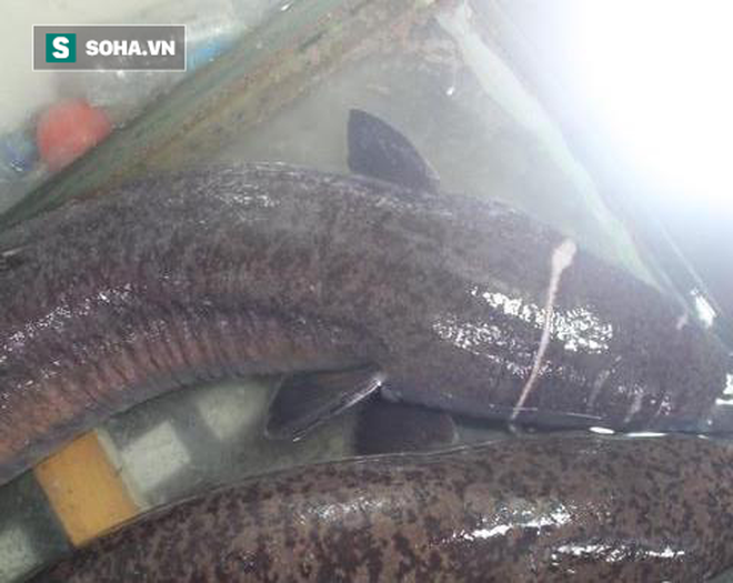 Ngư dân bắt được 2 con thủy quái trên sông, chủ nhà hàng đích thân đến mua giá gần 30 triệu đồng - Ảnh 1.
