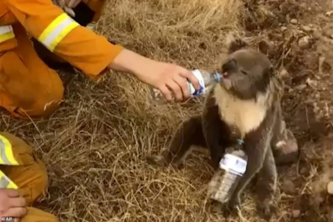 Nắng nóng, cháy rừng dữ dội ở Australia: Gấu koala khát khô, phải chạy đi xin người qua đường cho uống nước - Ảnh 10.