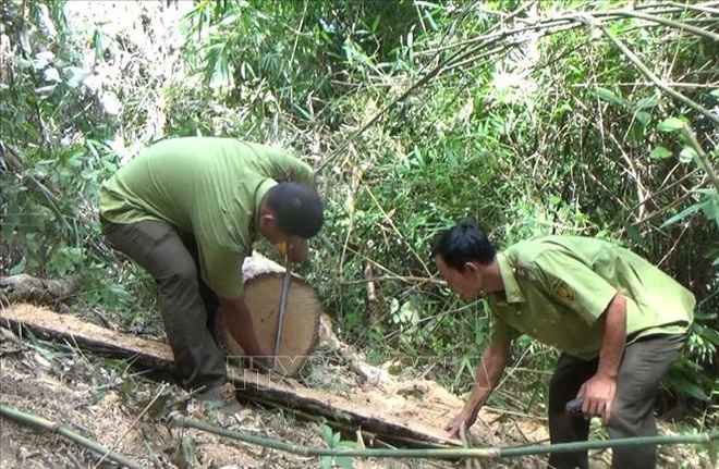 Vụ phá rừng đặc dụng tại Đắk Lắk: Cần làm rõ những điểm bất thường - Ảnh 2.