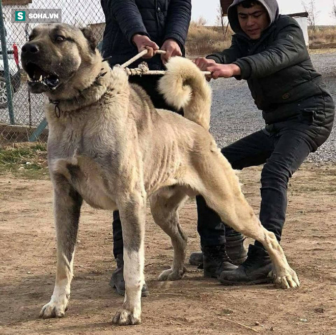 Thấy chó Kangal cắn xé trong bụi cây, người chủ kinh ngạc khi phát hiện nạn nhân - Ảnh 1.