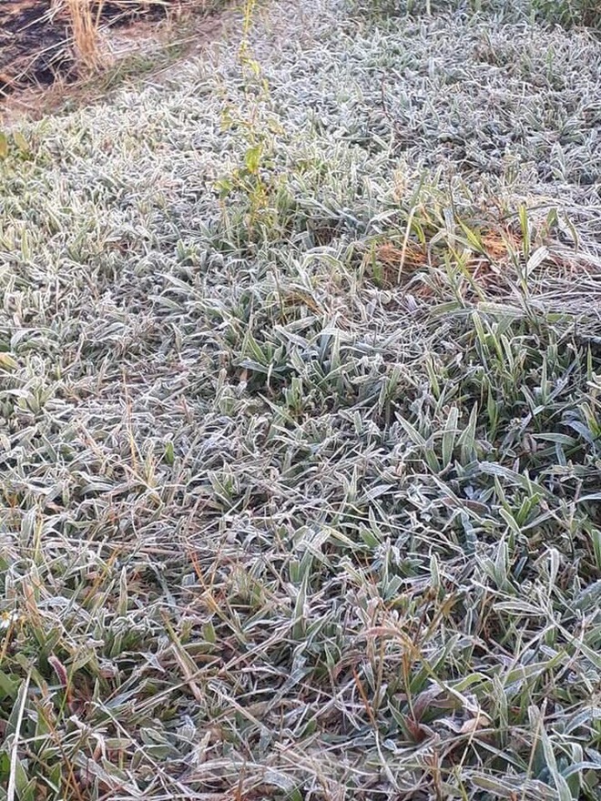 Rét đậm, sương muối phủ trắng cánh đồng và cây cối ở Lạng Sơn - Ảnh 1.