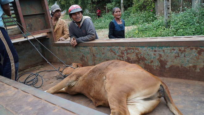 Cấp bò không đứng được cho dân nghèo: Do mới tách đàn, dân dắt không đúng cách (!?) - Ảnh 3.