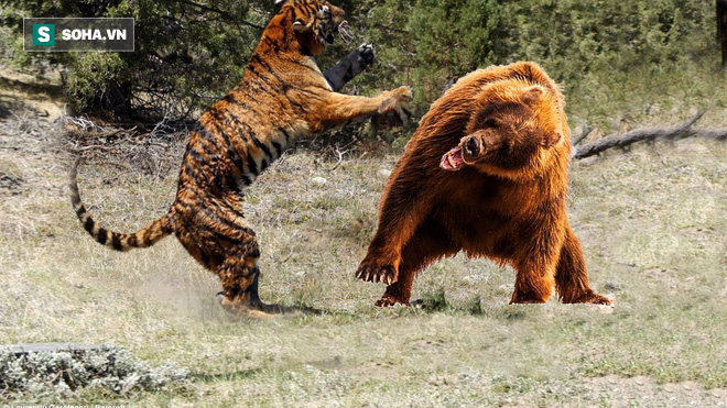 Hổ lao vào gấu đòi so tài: Vật lộn kinh hoàng rồi kẻ thua cuộc phải tháo chạy nhục nhã - Ảnh 1.