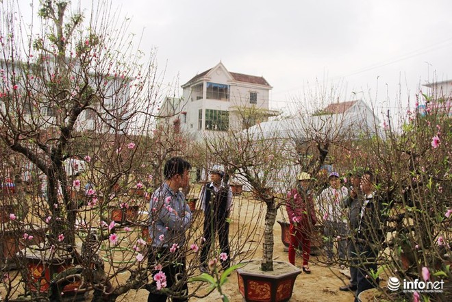 Đã mắt ngắm cây quýt cổ thụ giá gần trăm triệu đồng ở thành Vinh - Ảnh 4.