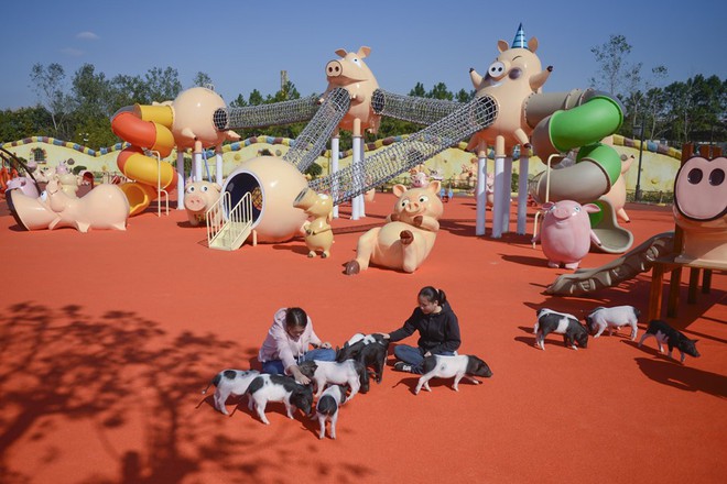 Tết Kỷ Hợi không biết đi đâu chơi, mời ghé thăm công viên Hành tinh Lợn ở Trung Quốc - Ảnh 2.