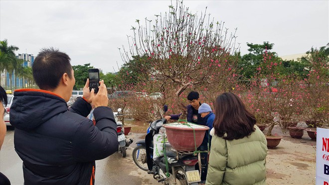 Dân đổ xô mua hoa chơi tết, giá lan thổi lên chóng mặt - Ảnh 9.