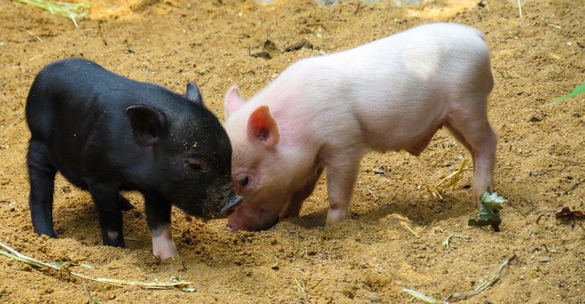 Câu chuyện về War Pig và Pig War và : từ những con lợn quật ngã cả voi, đến nguy cơ gây đại chiến giữa 2 cường quốc - Ảnh 2.