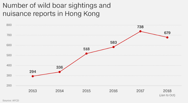 Lợn rừng xuất hiện từng đàn, chạy điên cuồng trong khu dân cư, sân bay và trung tâm thương mại ở Hồng Kông - Ảnh 1.
