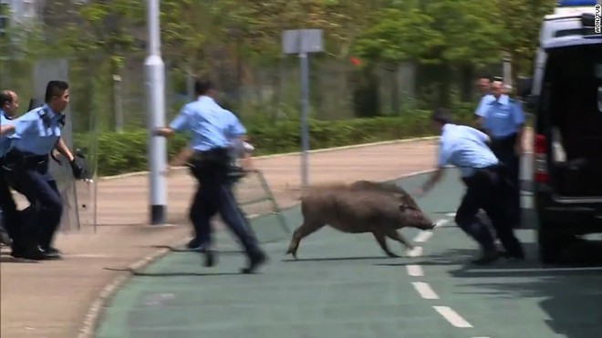 Lợn rừng xuất hiện từng đàn, chạy điên cuồng trong khu dân cư, sân bay và trung tâm thương mại ở Hồng Kông - Ảnh 1.
