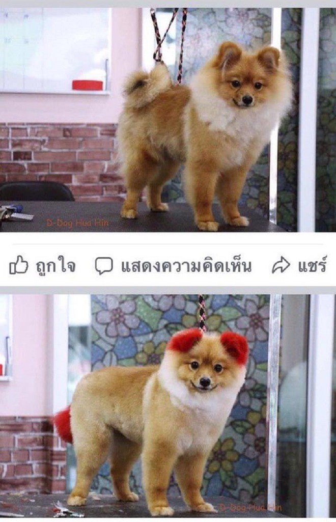 Ăn theo trào lưu nhuộm tai chó màu hồng, cô chủ Thái Lan bị chỉ trích vì khiến thú cưng dị ứng đến rụng cả tai - Ảnh 1.