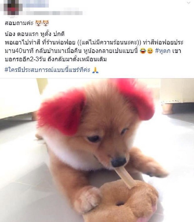 Ăn theo trào lưu nhuộm tai chó màu hồng, cô chủ Thái Lan bị chỉ trích vì khiến thú cưng dị ứng đến rụng cả tai - Ảnh 4.