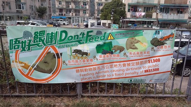 Lợn rừng xuất hiện từng đàn, chạy điên cuồng trong khu dân cư, sân bay và trung tâm thương mại ở Hồng Kông - Ảnh 5.