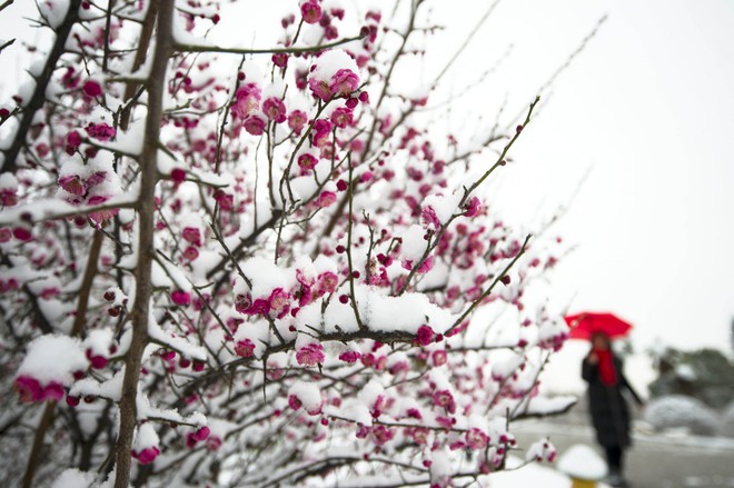 Vẻ đẹp trong trẻo của tuyết mùa xuân ở Trung Quốc khiến nhiều tín đồ du lịch cuồng chân dù đã hết Tết - Ảnh 7.