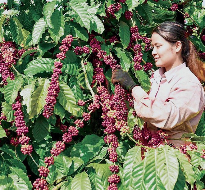 Những làng tỷ phú “mọc lên” ở một vùng biên - Ảnh 3.