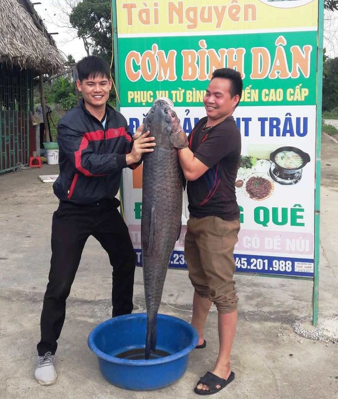 Cá trắm đen nặng hơn 33 cân, dài gần 1 mét sa lưới ngư dân Thanh Hóa - Ảnh 1.