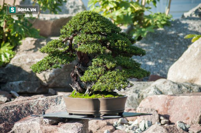 Cây bonsai 400 tuổi, giá 50.000 USD ở Nhật bị trộm: Chủ nhân đưa ra lời khẩn cầu hiếm có - Ảnh 1.