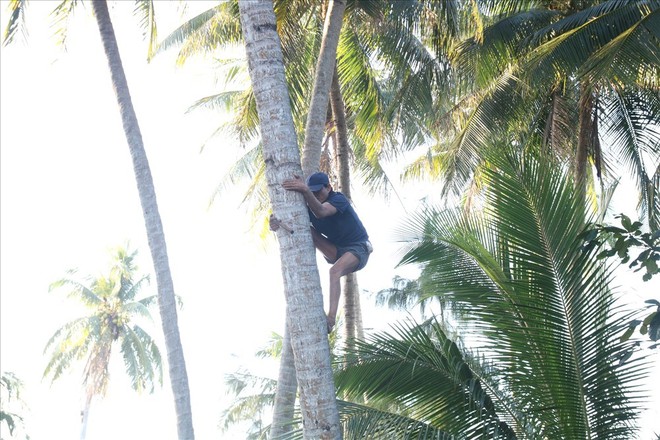 Mưu sinh trên những ngọn dừa ở đảo dừa Tam Hải - Ảnh 3.
