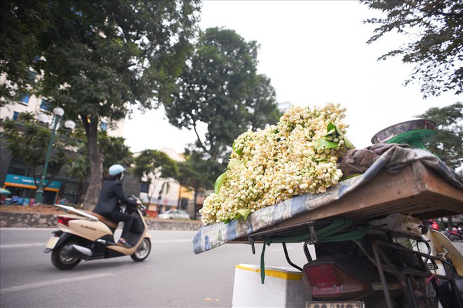 Đất Hà Thành thơm lừng mùa hoa bưởi - Ảnh 6.