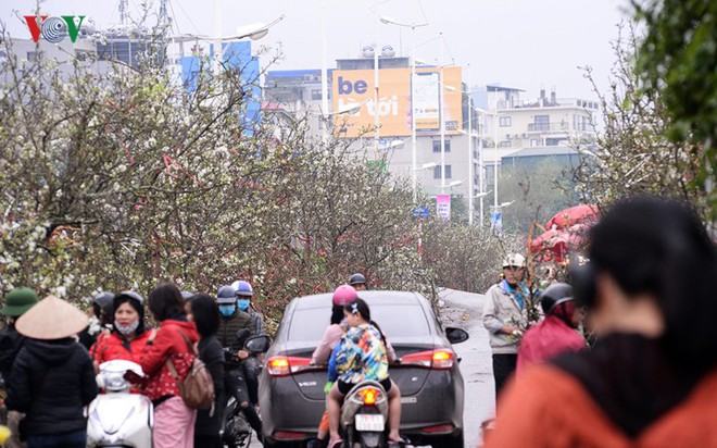 Ngỡ ngàng sắc hoa lê trắng tinh khôi trên đường phố Hà Nội - Ảnh 1.