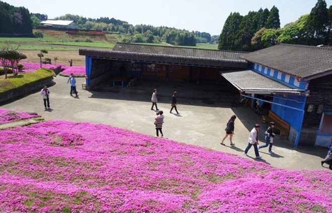 Người đàn ông Nhật Bản dành trọn tình yêu để trồng đồi hoa trước nhà suốt 4 năm để tặng vợ mù lòa - Ảnh 2.