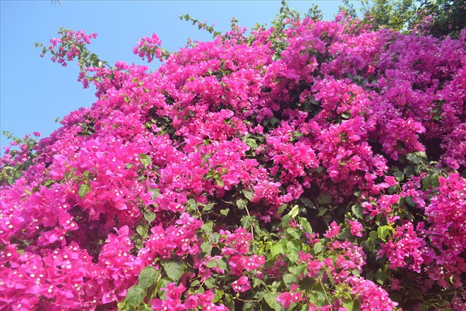 Trầm trồ trước cây hoa giấy khổng lồ hơn 50 năm tuổi trên đảo Lý Sơn - Ảnh 2.