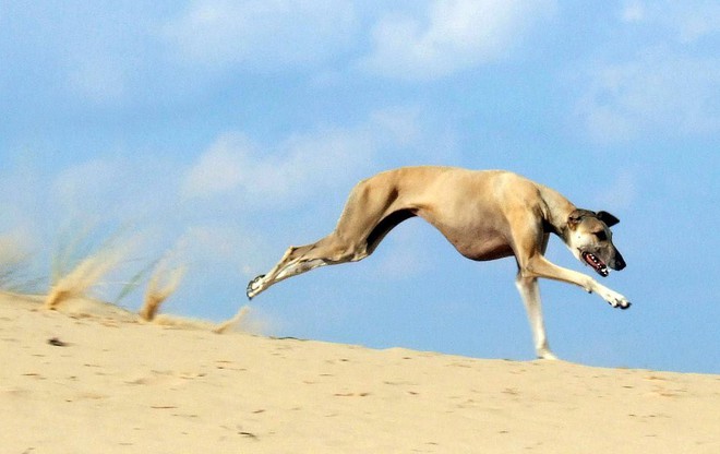 Chó săn Bắc Phi - giống chó lắm tật, nhiều tuyệt chiêu tồn tại từ 7.000 năm trước - Ảnh 2.