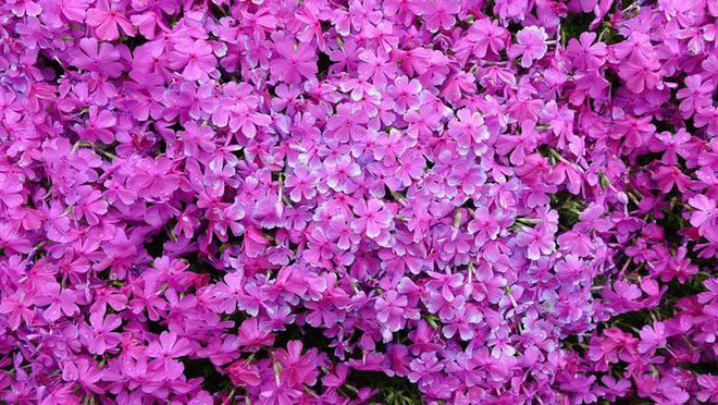 Người đàn ông Nhật Bản dành trọn tình yêu để trồng đồi hoa trước nhà suốt 4 năm để tặng vợ mù lòa - Ảnh 15.