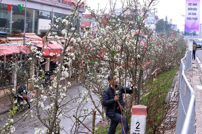 Ngỡ ngàng sắc hoa lê trắng tinh khôi trên đường phố Hà Nội - Ảnh 17.