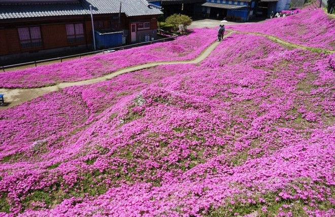 Người đàn ông Nhật Bản dành trọn tình yêu để trồng đồi hoa trước nhà suốt 4 năm để tặng vợ mù lòa - Ảnh 17.