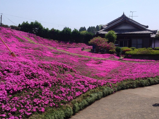 Người đàn ông Nhật Bản dành trọn tình yêu để trồng đồi hoa trước nhà suốt 4 năm để tặng vợ mù lòa - Ảnh 19.