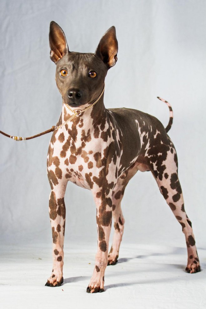 Chó săn Bắc Phi - giống chó lắm tật, nhiều tuyệt chiêu tồn tại từ 7.000 năm trước - Ảnh 3.