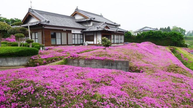 Người đàn ông Nhật Bản dành trọn tình yêu để trồng đồi hoa trước nhà suốt 4 năm để tặng vợ mù lòa - Ảnh 24.