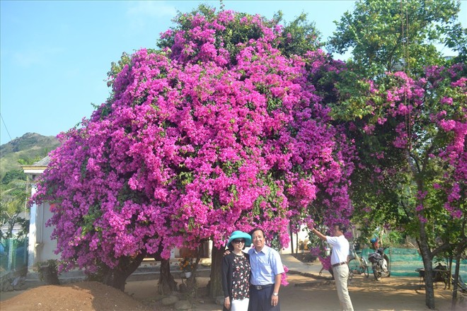 Trầm trồ trước cây hoa giấy khổng lồ hơn 50 năm tuổi trên đảo Lý Sơn - Ảnh 4.