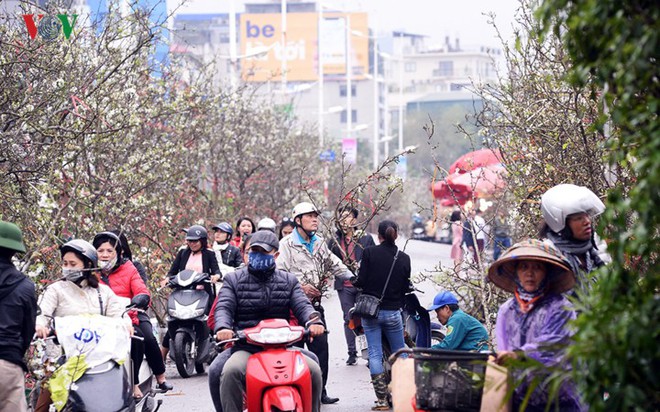 Ngỡ ngàng sắc hoa lê trắng tinh khôi trên đường phố Hà Nội - Ảnh 6.