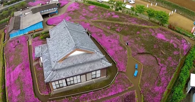 Người đàn ông Nhật Bản dành trọn tình yêu để trồng đồi hoa trước nhà suốt 4 năm để tặng vợ mù lòa - Ảnh 6.