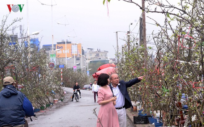 Ngỡ ngàng sắc hoa lê trắng tinh khôi trên đường phố Hà Nội - Ảnh 7.