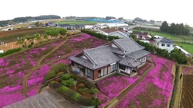 Người đàn ông Nhật Bản dành trọn tình yêu để trồng đồi hoa trước nhà suốt 4 năm để tặng vợ mù lòa - Ảnh 7.