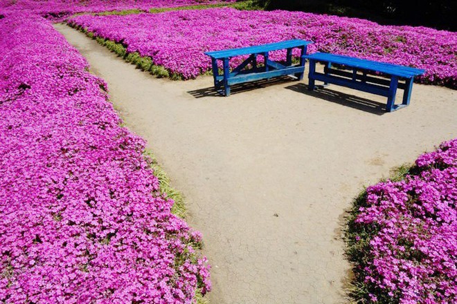 Người đàn ông Nhật Bản dành trọn tình yêu để trồng đồi hoa trước nhà suốt 4 năm để tặng vợ mù lòa - Ảnh 8.