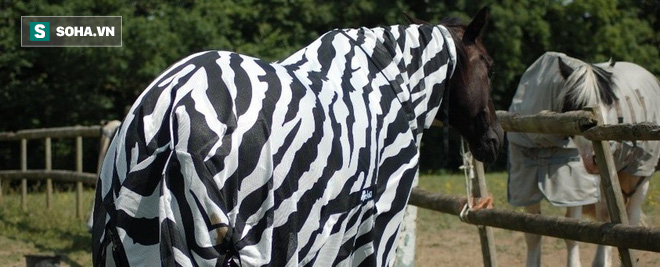 Vì sao ngựa vằn lại có sọc đen sọc trắng? Khoa học đã tìm được lời giải - Ảnh 1.