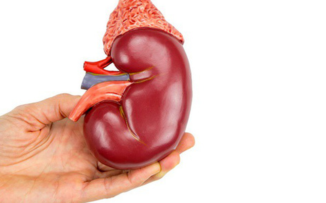 Vai trò của thận trong cơ thể