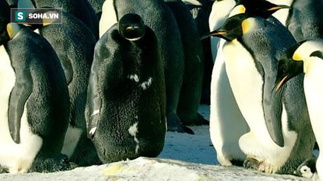 Phát hiện chim cánh cụt toàn thân màu đen ở Nam Cực: Hàng trăm con mới có một - Ảnh 1.