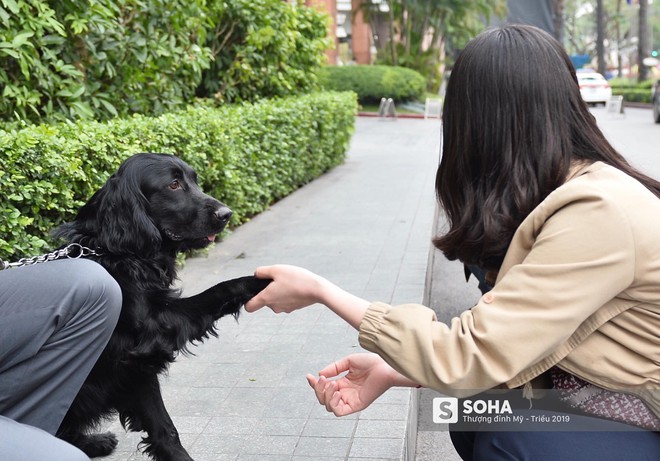 [ẢNH] Cảnh khuyển đặc biệt của Việt Nam rà soát chất nổ ở Melia, thân thiện hết cỡ với du khách - Ảnh 8.